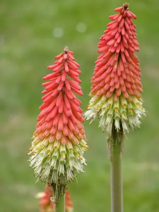 red hot poker (Kniphofia uvaria) — foliage