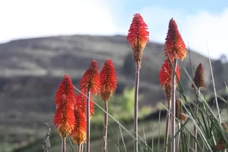 red hot poker (Kniphofia uvaria) — bloom