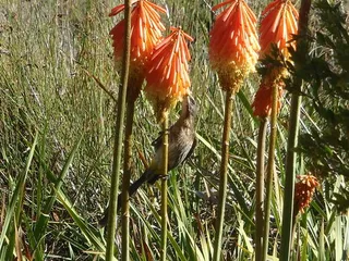 red hot poker (Kniphofia uvaria) — fall color