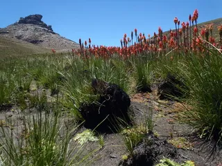 red hot poker (Kniphofia uvaria) — habit