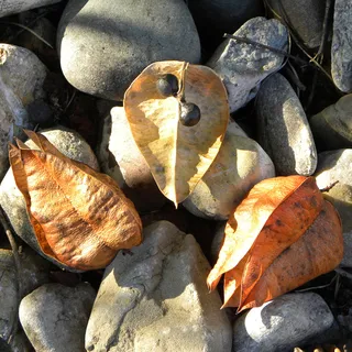 Chinese lantern tree — Goldenraintree