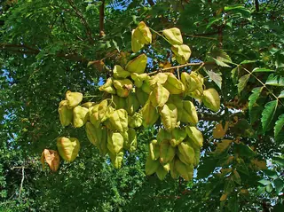 Goldenrain tree (Koelreuteria paniculata), bloom