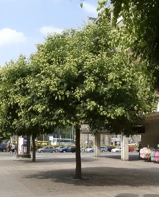 Goldenrain tree (Koelreuteria paniculata), mature form