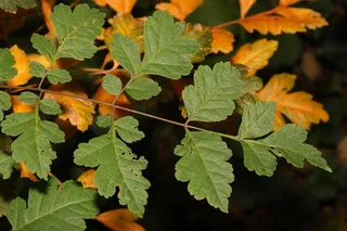 Chinese lantern tree — Goldenraintree (Koelreuteria paniculata) — foliage