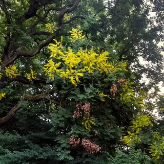 Goldenrain tree (Koelreuteria paniculata), foliage