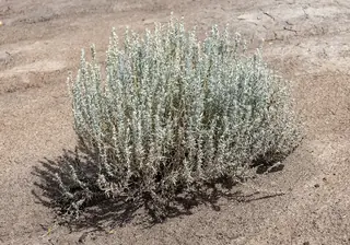 Winterfat (Krascheninnikovia lanata) — mature form