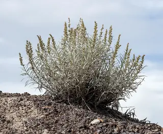 Winterfat (Krascheninnikovia lanata) — foliage