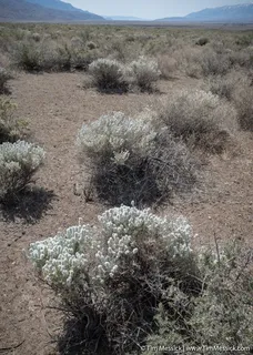 Winterfat (Krascheninnikovia lanata) — bloom