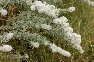 Winterfat (Krascheninnikovia lanata) — fall color