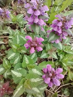 Spotted dead nettle