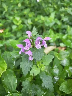 Spotted dead nettle (Lamium maculatum) — mature form