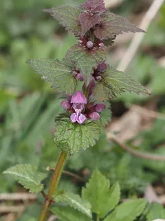 Spotted dead nettle (Lamium maculatum) — foliage