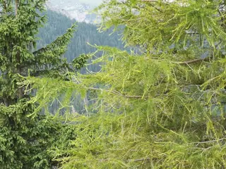 Larch — European Larch