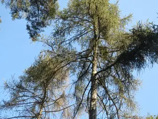Larch — European Larch (Larix decidua) — mature form