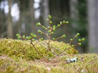 Larch — European Larch (Larix decidua) — foliage