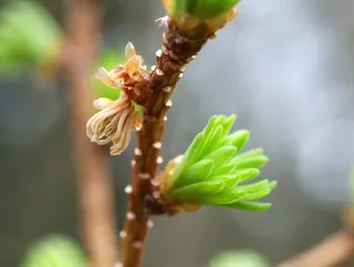 Larch — European Larch (Larix decidua) — bloom