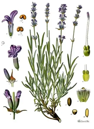 Wee One Dwarf English Lavender