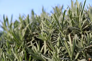 Wee One Dwarf English Lavender (Lavandula angustifolia 'Wee One') — mature form
