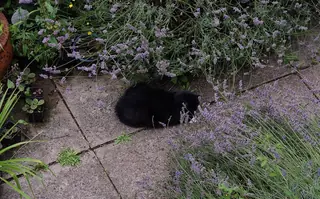 Wee One Dwarf English Lavender (Lavandula angustifolia 'Wee One') — foliage