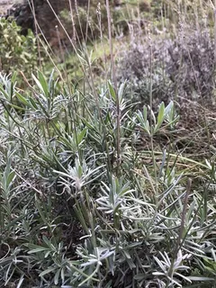 Wee One Dwarf English Lavender (Lavandula angustifolia 'Wee One') — fall color