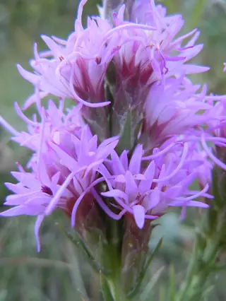 Gayfeather (Liatris punctata) — mature form