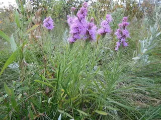 Gayfeather (Liatris punctata) — foliage