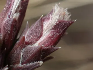 Gayfeather (Liatris punctata) — bloom