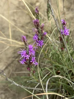 Gayfeather (Liatris punctata) — fall color