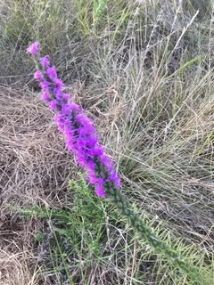 Gayfeather (Liatris punctata) — habit