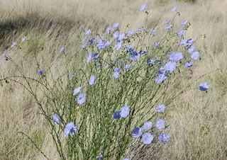 Blue Flax