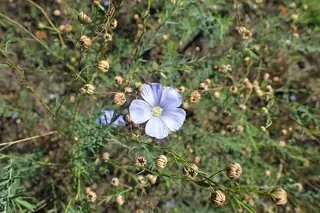 Blue Flax (Linum lewisii) — mature form