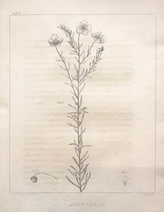 Blue Flax (Linum lewisii) — foliage