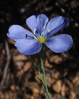 Blue Flax (Linum lewisii) — bloom