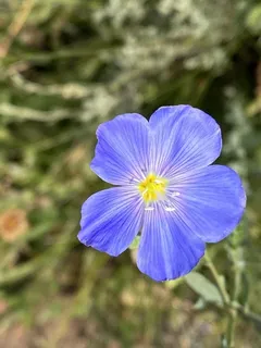 Blue Flax (Linum lewisii) — fall color