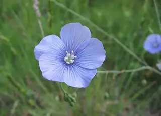 Narbonne Blue Flax
