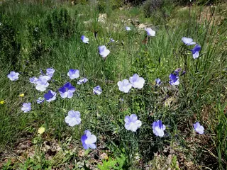 Narbonne Blue Flax (Linum narbonense), bloom