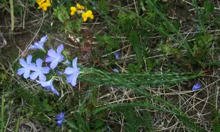 Narbonne Blue Flax (Linum narbonense), habit