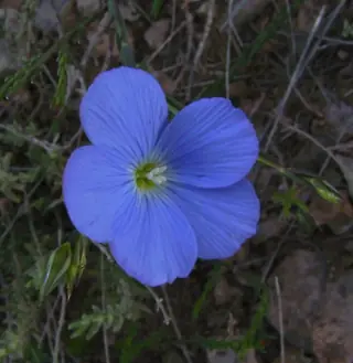 Narbonne Blue Flax (Linum narbonense) — mature form