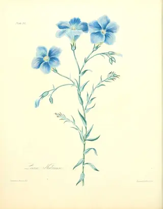 Narbonne Blue Flax (Linum narbonense) — foliage