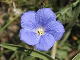 Narbonne Blue Flax