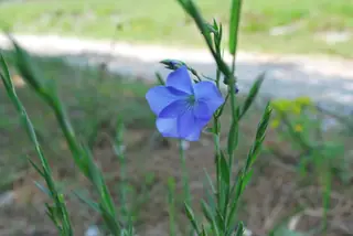 Narbonne Blue Flax (Linum narbonense), fall color