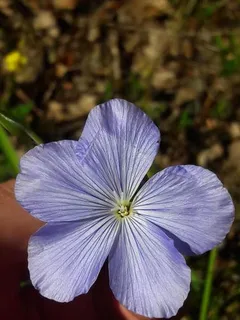 Narbonne Blue Flax (Linum narbonense) — bloom