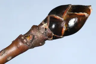 Sweetgum — American Sweetgum