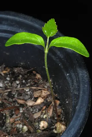 Sweetgum — American Sweetgum (Liquidambar styraciflua) — mature form