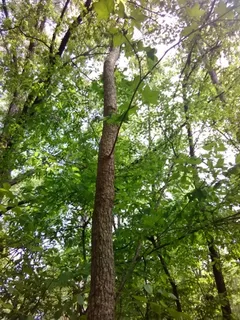 Sweetgum — American Sweetgum (Liquidambar styraciflua) — bloom