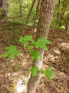 Sweetgum — American Sweetgum (Liquidambar styraciflua) — fall color