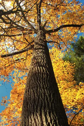 Tuliptree — Tuliptree