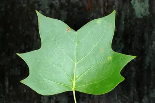 Tuliptree — Tuliptree (Liriodendron tulipifera) — mature form