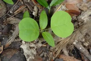 Tuliptree — Tuliptree (Liriodendron tulipifera) — foliage