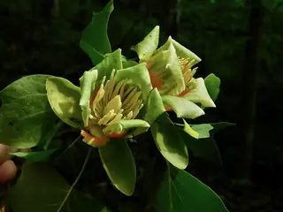 Tuliptree — Tuliptree (Liriodendron tulipifera) — bloom